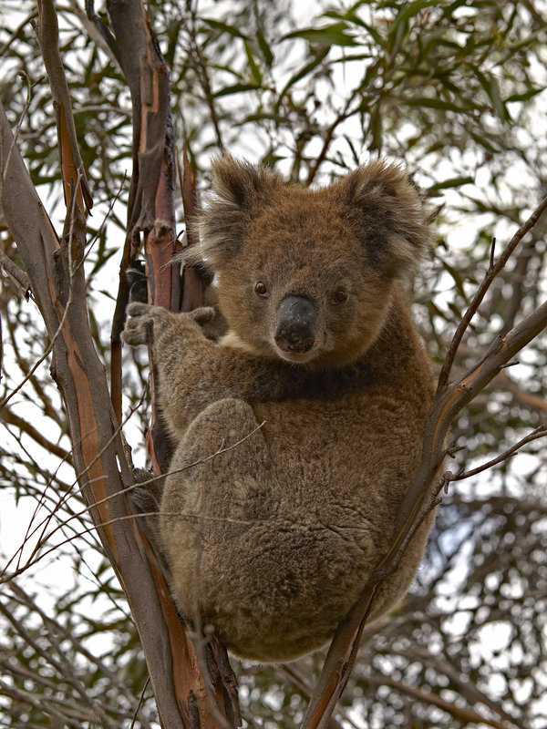 Kangaroo Island, Koala